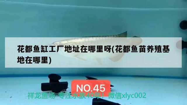 花都魚(yú)缸工廠地址在哪里呀(花都魚(yú)苗養(yǎng)殖基地在哪里)