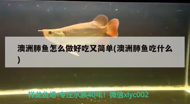 澳洲肺魚怎么做好吃又簡單(澳洲肺魚吃什么)