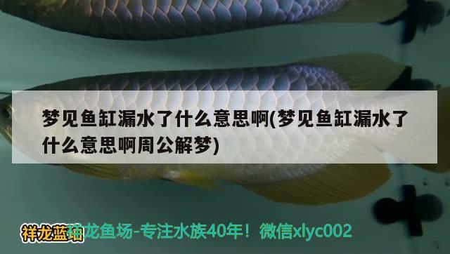 夢見魚缸漏水了什么意思啊(夢見魚缸漏水了什么意思啊周公解夢)