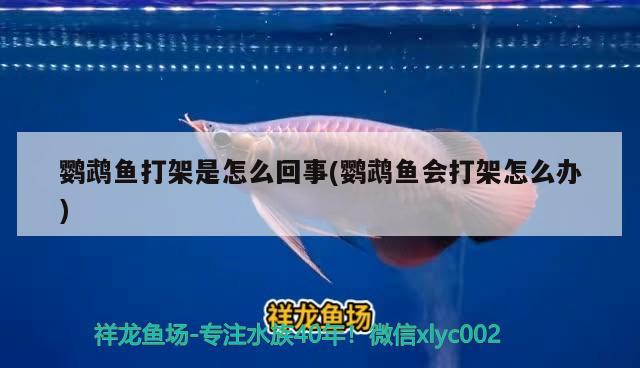 鸚鵡魚打架是怎么回事(鸚鵡魚會打架怎么辦) 鸚鵡魚