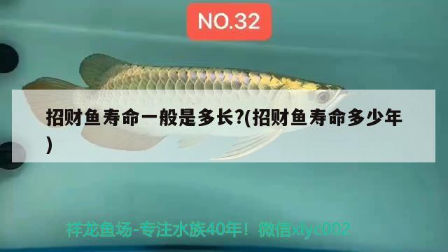 招財(cái)魚壽命一般是多長(zhǎng)?(招財(cái)魚壽命多少年)