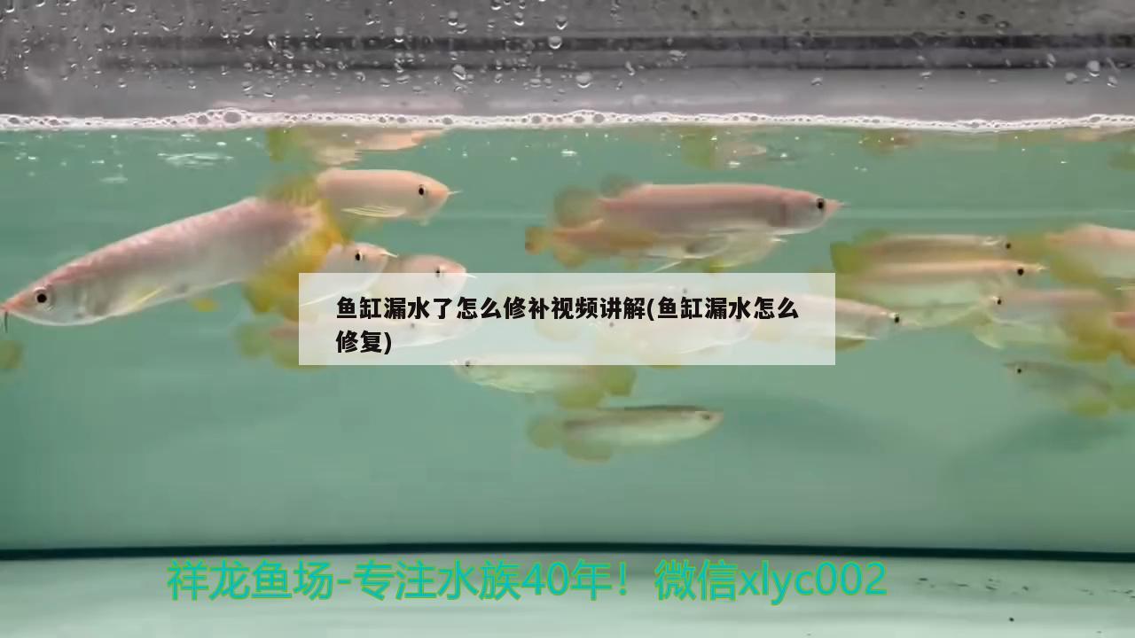 魚缸漏水了怎么修補視頻講解(魚缸漏水怎么修復) 胭脂孔雀龍魚 第2張