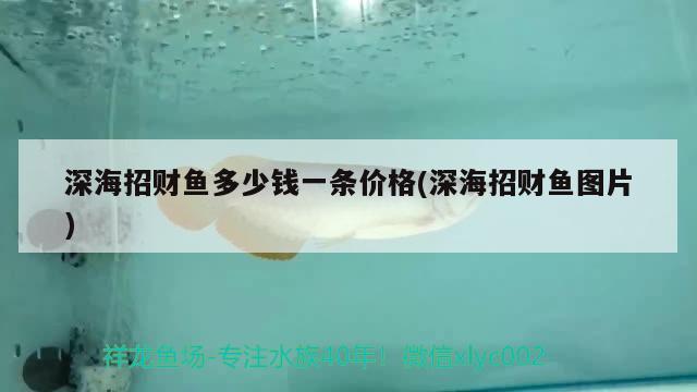 深海招財(cái)魚(yú)多少錢(qián)一條價(jià)格(深海招財(cái)魚(yú)圖片) 觀賞魚(yú)