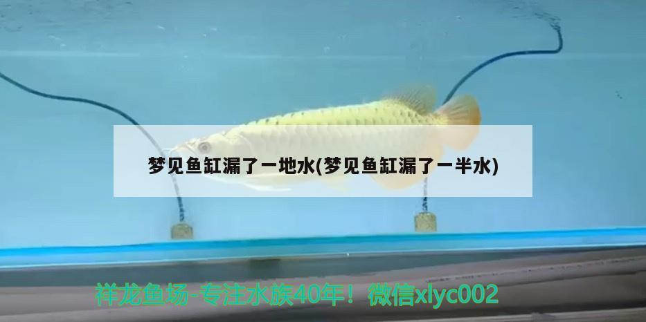 夢(mèng)見(jiàn)魚(yú)缸漏了一地水(夢(mèng)見(jiàn)魚(yú)缸漏了一半水) 祥龍藍(lán)珀金龍魚(yú) 第2張