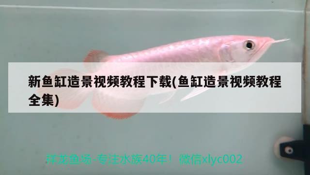 新魚(yú)缸造景視頻教程下載(魚(yú)缸造景視頻教程全集) PH調(diào)節(jié)劑