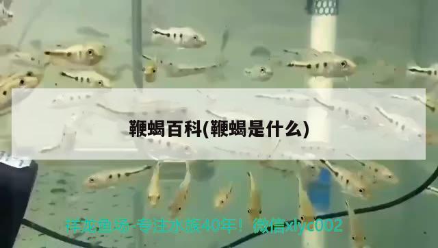 鞭蝎百科(鞭蝎是什么) 觀賞魚