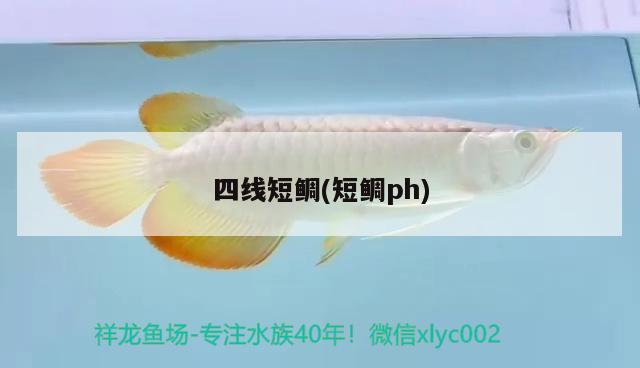 四線短鯛(短鯛ph) 觀賞魚