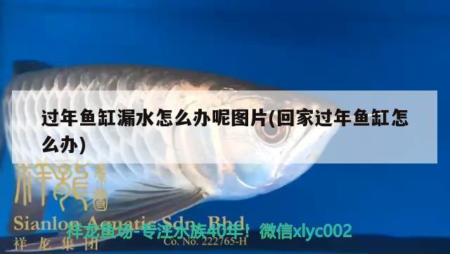 過年魚缸漏水怎么辦呢圖片(回家過年魚缸怎么辦) 泰國虎魚（泰虎）