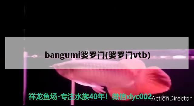 bangumi婆羅門(婆羅門vtb) 觀賞魚