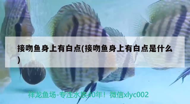 接吻魚身上有白點(diǎn)(接吻魚身上有白點(diǎn)是什么) 觀賞魚