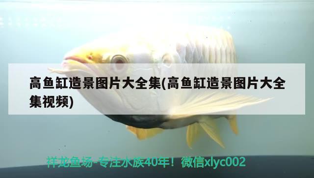 高魚(yú)缸造景圖片大全集(高魚(yú)缸造景圖片大全集視頻)