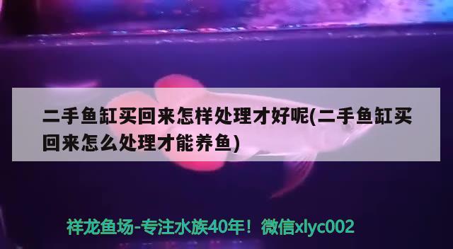 二手魚缸買回來怎樣處理才好呢(二手魚缸買回來怎么處理才能養(yǎng)魚)