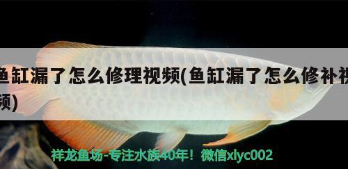 魚缸漏了怎么修理視頻(魚缸漏了怎么修補(bǔ)視頻)