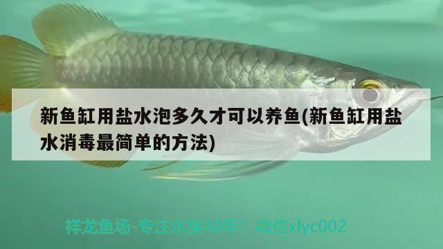 新魚缸用鹽水泡多久才可以養(yǎng)魚(新魚缸用鹽水消毒最簡單的方法) 刀魚魚