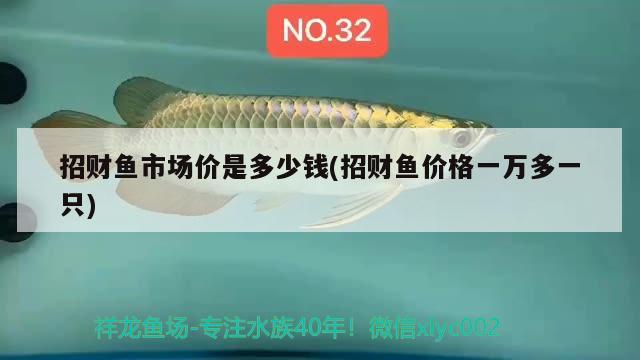 招財(cái)魚(yú)市場(chǎng)價(jià)是多少錢(招財(cái)魚(yú)價(jià)格一萬(wàn)多一只) 觀賞魚(yú)