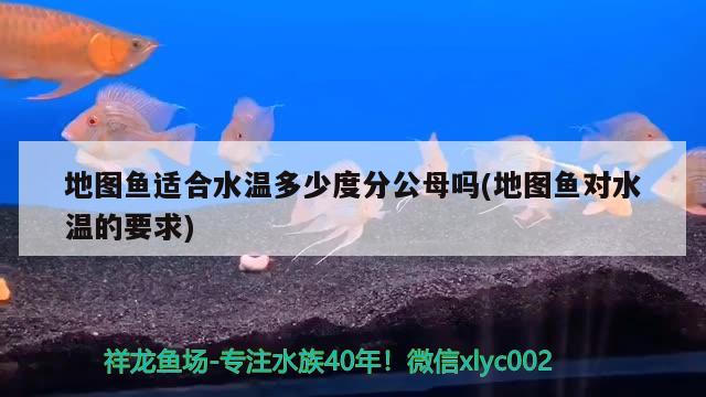 地圖魚適合水溫多少度分公母嗎(地圖魚對水溫的要求)