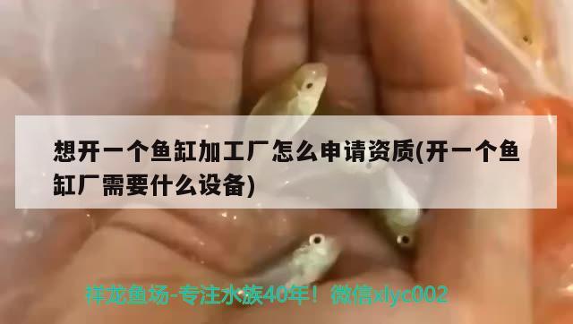 想開一個(gè)魚缸加工廠怎么申請(qǐng)資質(zhì)(開一個(gè)魚缸廠需要什么設(shè)備) 九鼎魚缸