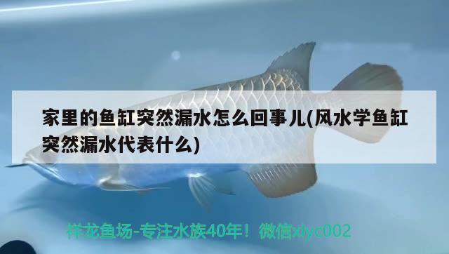 家里的魚缸突然漏水怎么回事兒(風水學魚缸突然漏水代表什么) 魚缸風水