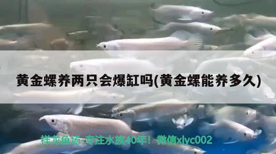 黃金螺養(yǎng)兩只會爆缸嗎(黃金螺能養(yǎng)多久) 觀賞魚