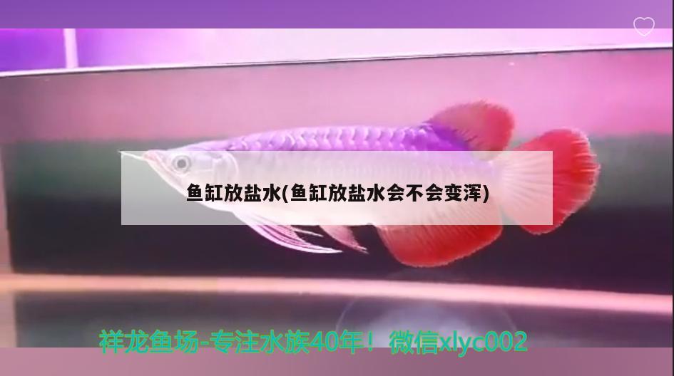 魚缸放鹽水(魚缸放鹽水會不會變渾)