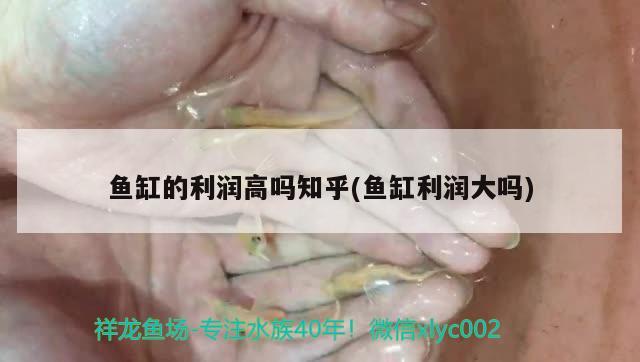 魚缸的利潤高嗎知乎(魚缸利潤大嗎) 白子球鯊魚