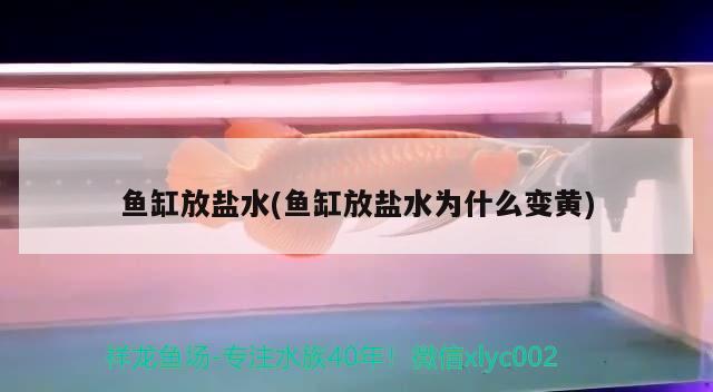 魚缸放鹽水(魚缸放鹽水為什么變黃)