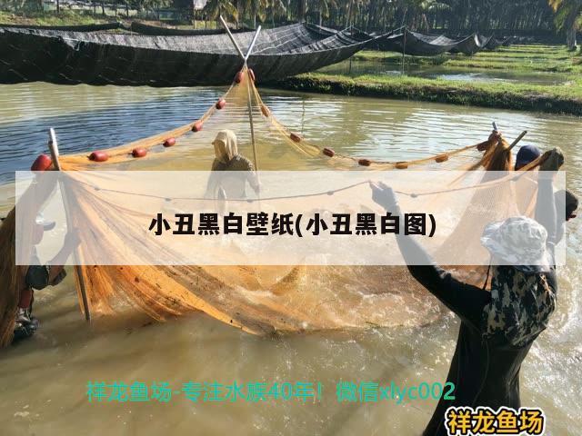 小丑黑白壁紙(小丑黑白圖) 觀賞魚