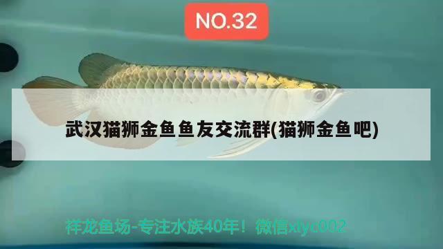 武漢貓獅金魚(yú)魚(yú)友交流群(貓獅金魚(yú)吧) 觀賞魚(yú)