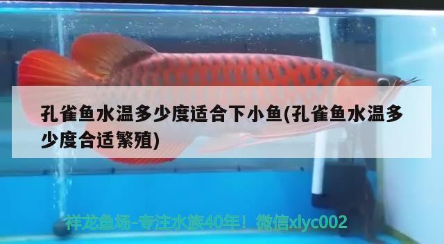 孔雀魚水溫多少度適合下小魚(孔雀魚水溫多少度合適繁殖)