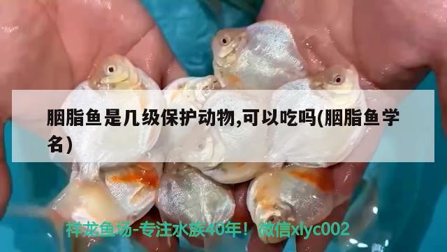 胭脂魚(yú)是幾級(jí)保護(hù)動(dòng)物,可以吃嗎(胭脂魚(yú)學(xué)名) 觀賞魚(yú)