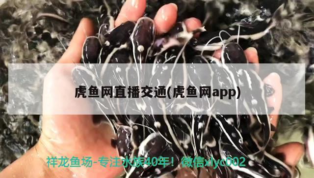 虎魚網(wǎng)直播交通(虎魚網(wǎng)app) 虎魚百科