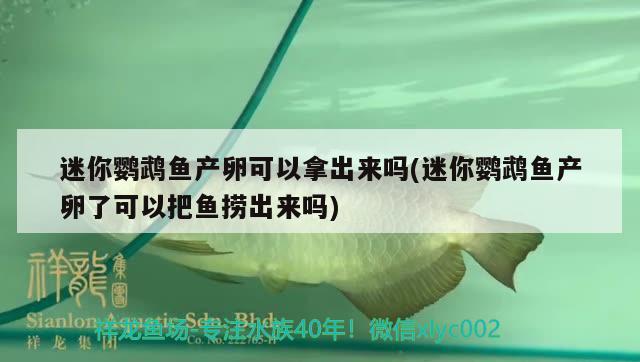 迷你鸚鵡魚產(chǎn)卵可以拿出來(lái)嗎(迷你鸚鵡魚產(chǎn)卵了可以把魚撈出來(lái)嗎)