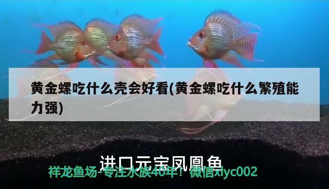 黃金螺吃什么殼會(huì)好看(黃金螺吃什么繁殖能力強(qiáng)) 觀賞魚