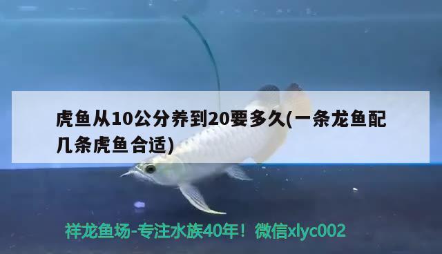 虎魚從10公分養(yǎng)到20要多久(一條龍魚配幾條虎魚合適)