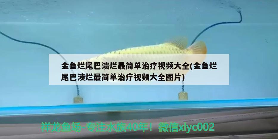 金魚爛尾巴潰爛最簡單治療視頻大全(金魚爛尾巴潰爛最簡單治療視頻大全圖片)