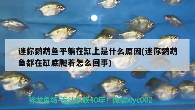 迷你鸚鵡魚平躺在缸上是什么原因(迷你鸚鵡魚都在缸底爬著怎么回事)