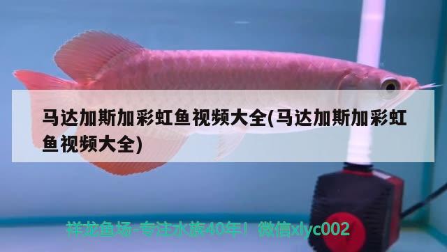 馬達加斯加彩虹魚視頻大全(馬達加斯加彩虹魚視頻大全)