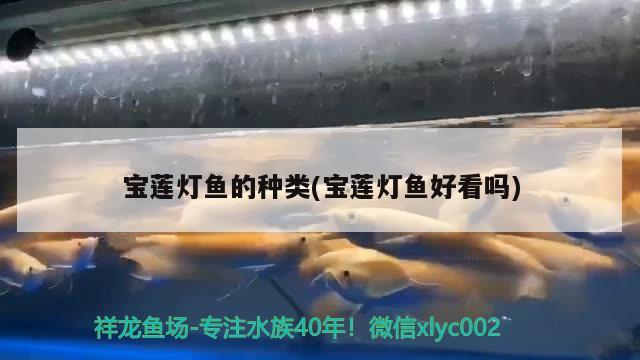 寶蓮燈魚的種類(寶蓮燈魚好看嗎)