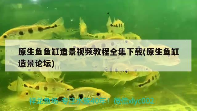 原生魚魚缸造景視頻教程全集下載(原生魚缸造景論壇) 招財(cái)戰(zhàn)船魚