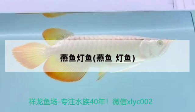 燕魚燈魚(燕魚燈魚) 觀賞魚