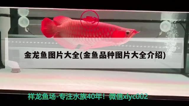 金龍魚圖片大全(金魚品種圖片大全介紹)