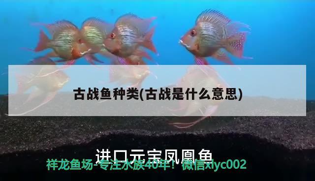 古戰(zhàn)魚種類(古戰(zhàn)是什么意思)