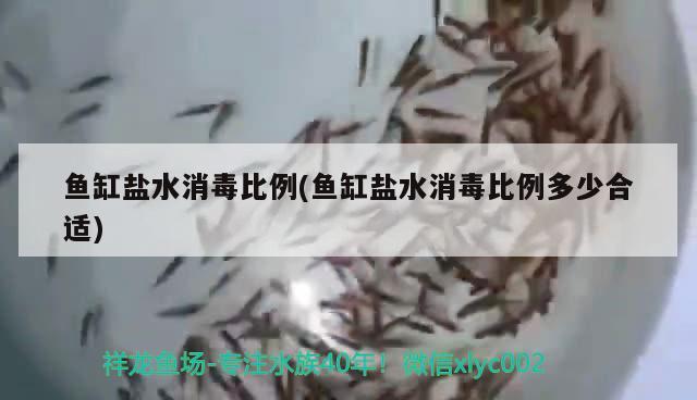 魚缸鹽水消毒比例(魚缸鹽水消毒比例多少合適) 水族世界