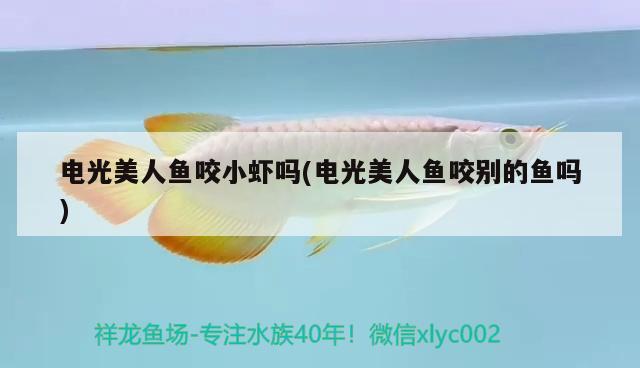 電光美人魚咬小蝦嗎(電光美人魚咬別的魚嗎)