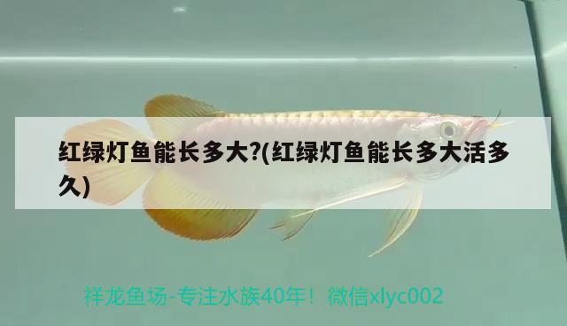 紅綠燈魚能長多大?(紅綠燈魚能長多大活多久)