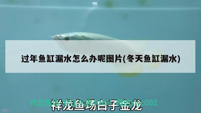 過(guò)年魚(yú)缸漏水怎么辦呢圖片(冬天魚(yú)缸漏水)