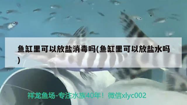 魚缸里可以放鹽消毒嗎(魚缸里可以放鹽水嗎)