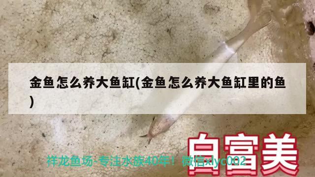 金魚怎么養(yǎng)大魚缸(金魚怎么養(yǎng)大魚缸里的魚)