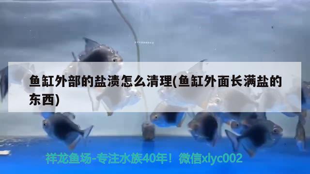 魚缸外部的鹽漬怎么清理(魚缸外面長滿鹽的東西)