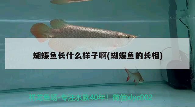 蝴蝶魚長什么樣子啊(蝴蝶魚的長相) 蝴蝶鯉